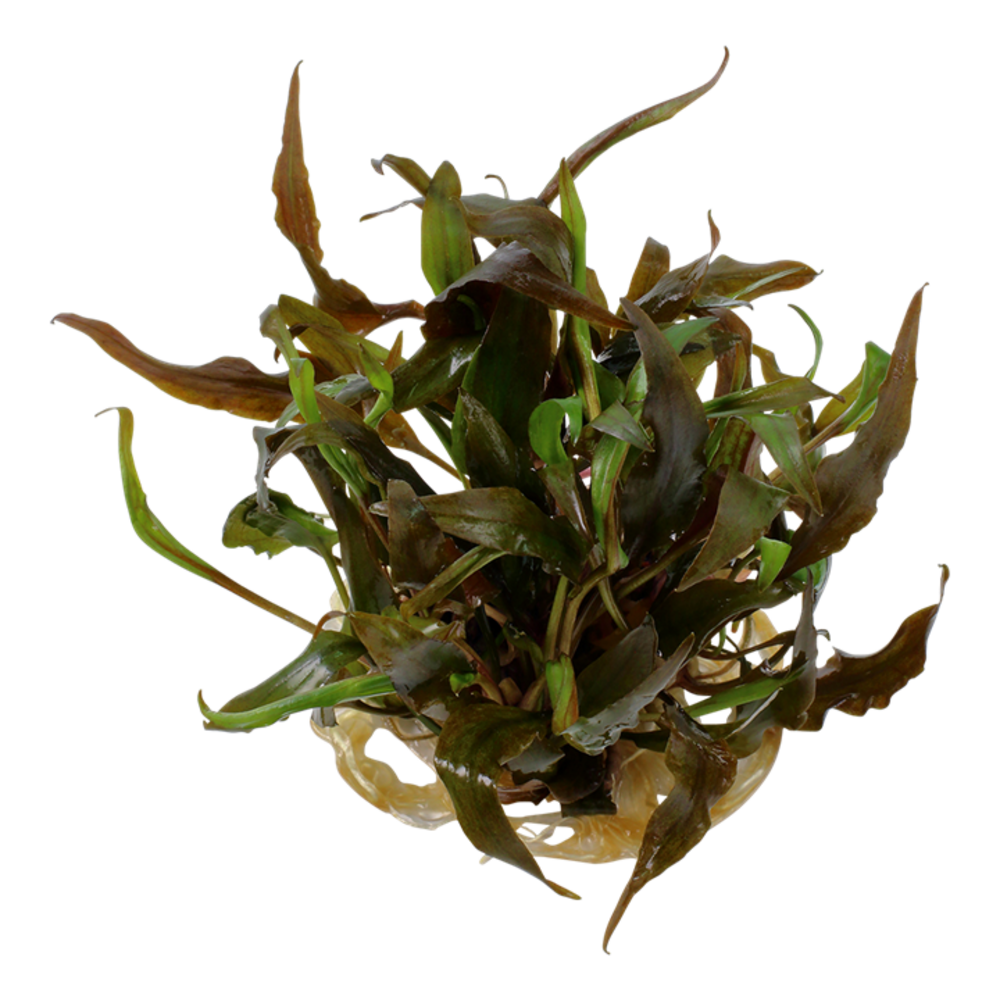 Wasserpflanze Cryptocoryne Undulata Breitblatt