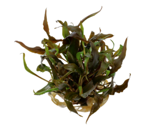 Wasserpflanze Cryptocoryne Undulata Breitblatt