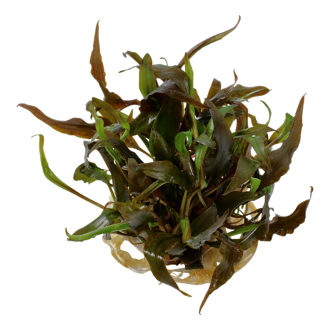 Wasserpflanze Cryptocoryne Undulata Breitblatt