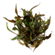 Wasserpflanze Cryptocoryne Undulata Breitblatt