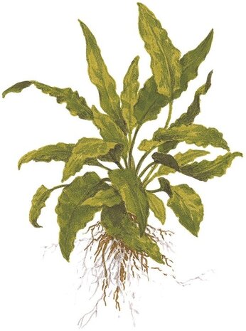 Wasserpflanze Cryptocoryne Wendtii Grün Wasserpflanze Cryptocoryne Wendtii Grün