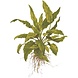 Wasserpflanze Cryptocoryne Wendtii Grün Wasserpflanze Cryptocoryne Wendtii Grün