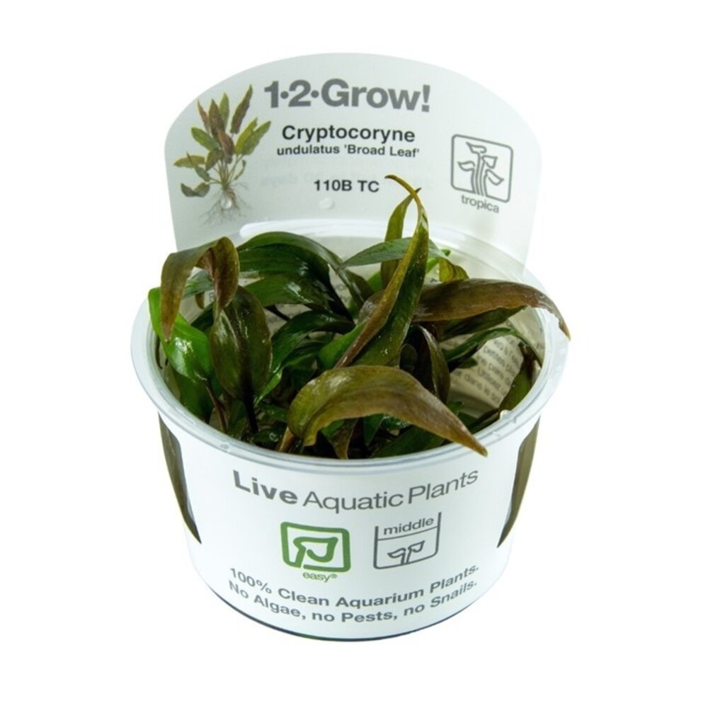 Wasserpflanze Cryptocoryne Undulata Breitblatt