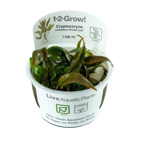 Wasserpflanze Cryptocoryne Undulata Breitblatt