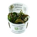 Wasserpflanze Cryptocoryne Undulata Breitblatt