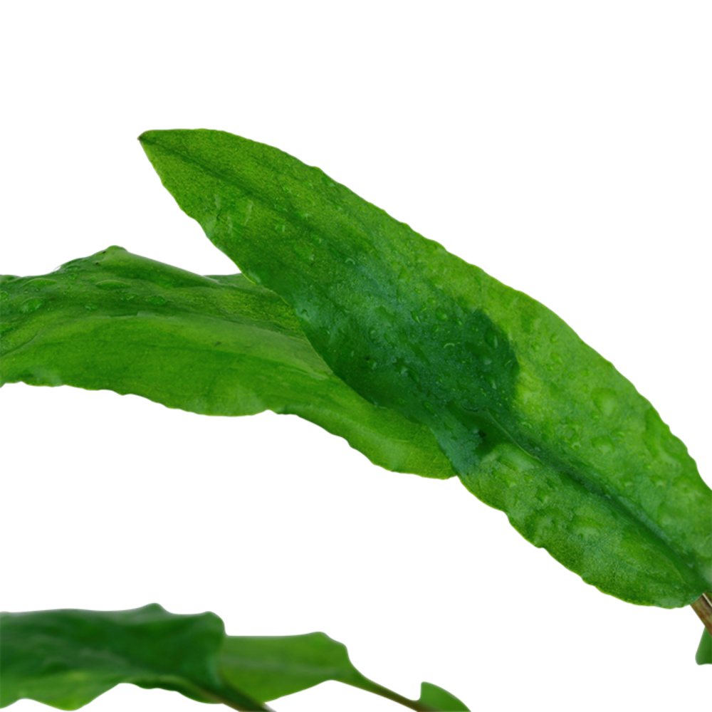 Wasserpflanze Cryptocoryne Wendtii Grün Wasserpflanze Cryptocoryne Wendtii Grün