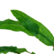 Wasserpflanze Cryptocoryne Wendtii Grün Wasserpflanze Cryptocoryne Wendtii Grün