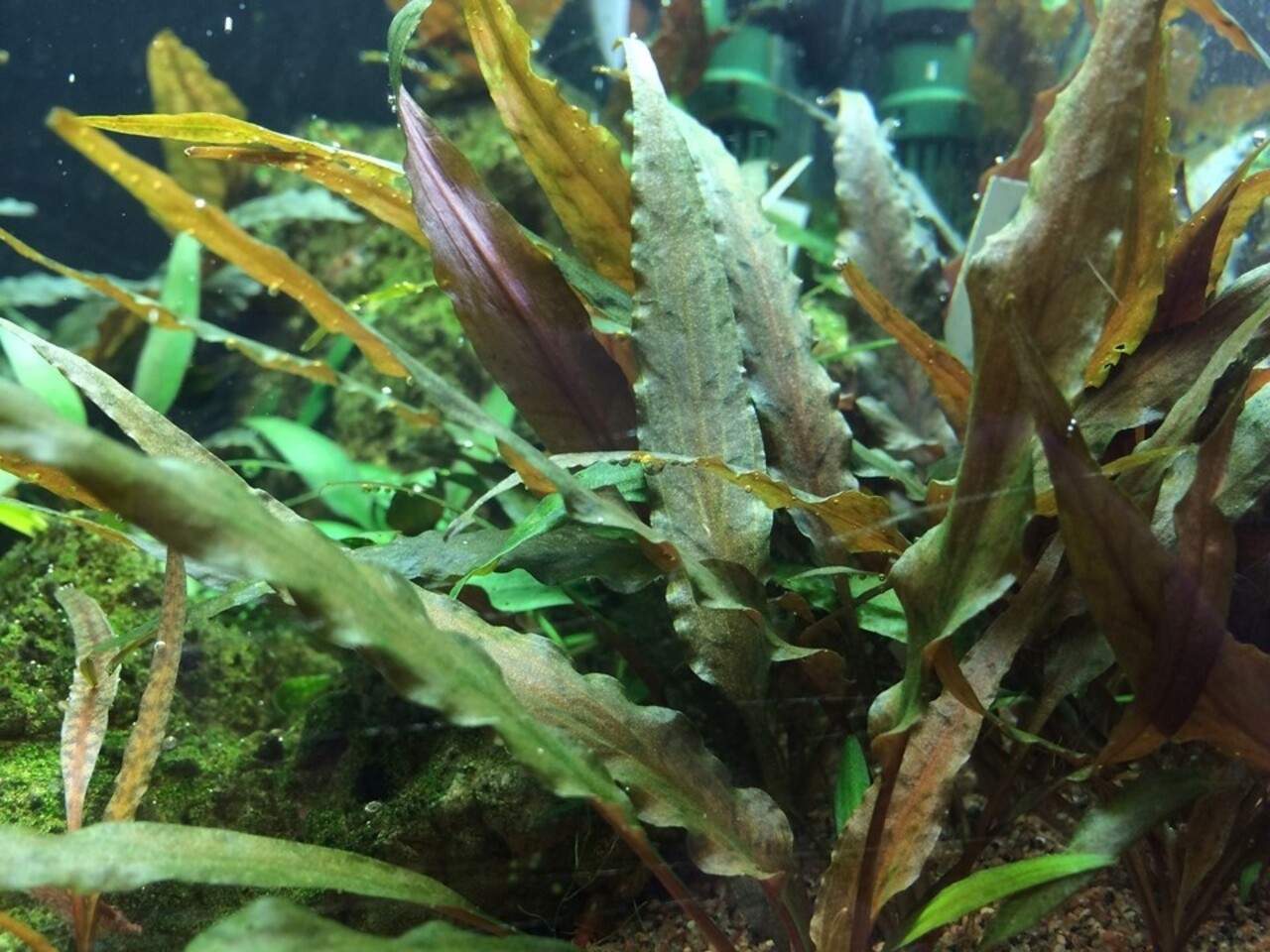 Wasserpflanze Cryptocoryne Undulata Breitblatt