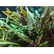 Wasserpflanze Cryptocoryne Undulata Breitblatt
