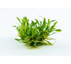 Waterplant Cryptocoryne Parva Waterplant Cryptocoryne Parva