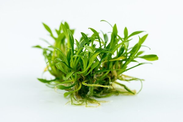 Wasserpflanze Cryptocoryne Parva Wasserpflanze Cryptocoryne Parva