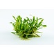 Wasserpflanze Cryptocoryne Parva Wasserpflanze Cryptocoryne Parva