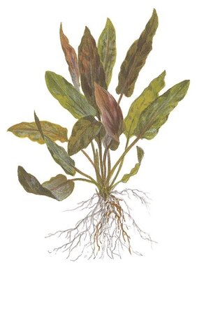 Wasserpflanze Cryptocoryne Undulata Breitblatt