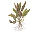 Wasserpflanze Cryptocoryne Undulata Breitblatt