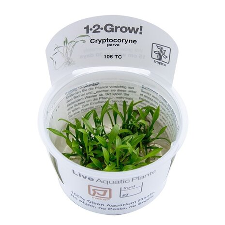 Wasserpflanze Cryptocoryne Parva Wasserpflanze Cryptocoryne Parva