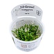 Wasserpflanze Cryptocoryne Parva Wasserpflanze Cryptocoryne Parva