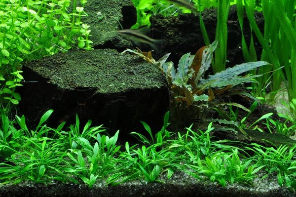 Wasserpflanze Cryptocoryne Parva Wasserpflanze Cryptocoryne Parva