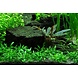 Wasserpflanze Cryptocoryne Parva Wasserpflanze Cryptocoryne Parva