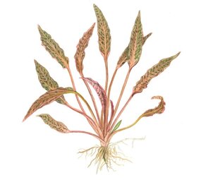 Waterplant Cryptocoryne Nurii Waterplant Cryptocoryne Nurii