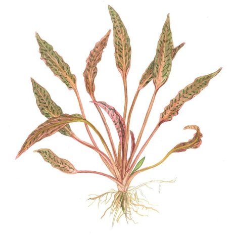 Waterplant Cryptocoryne Nurii Waterplant Cryptocoryne Nurii