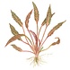 Wasserpflanze Cryptocoryne Nurii Wasserpflanze Cryptocoryne Nurii