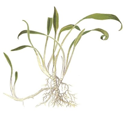 Wasserpflanze Cryptocoryne Parva Wasserpflanze Cryptocoryne Parva