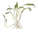 Wasserpflanze Cryptocoryne Parva Wasserpflanze Cryptocoryne Parva