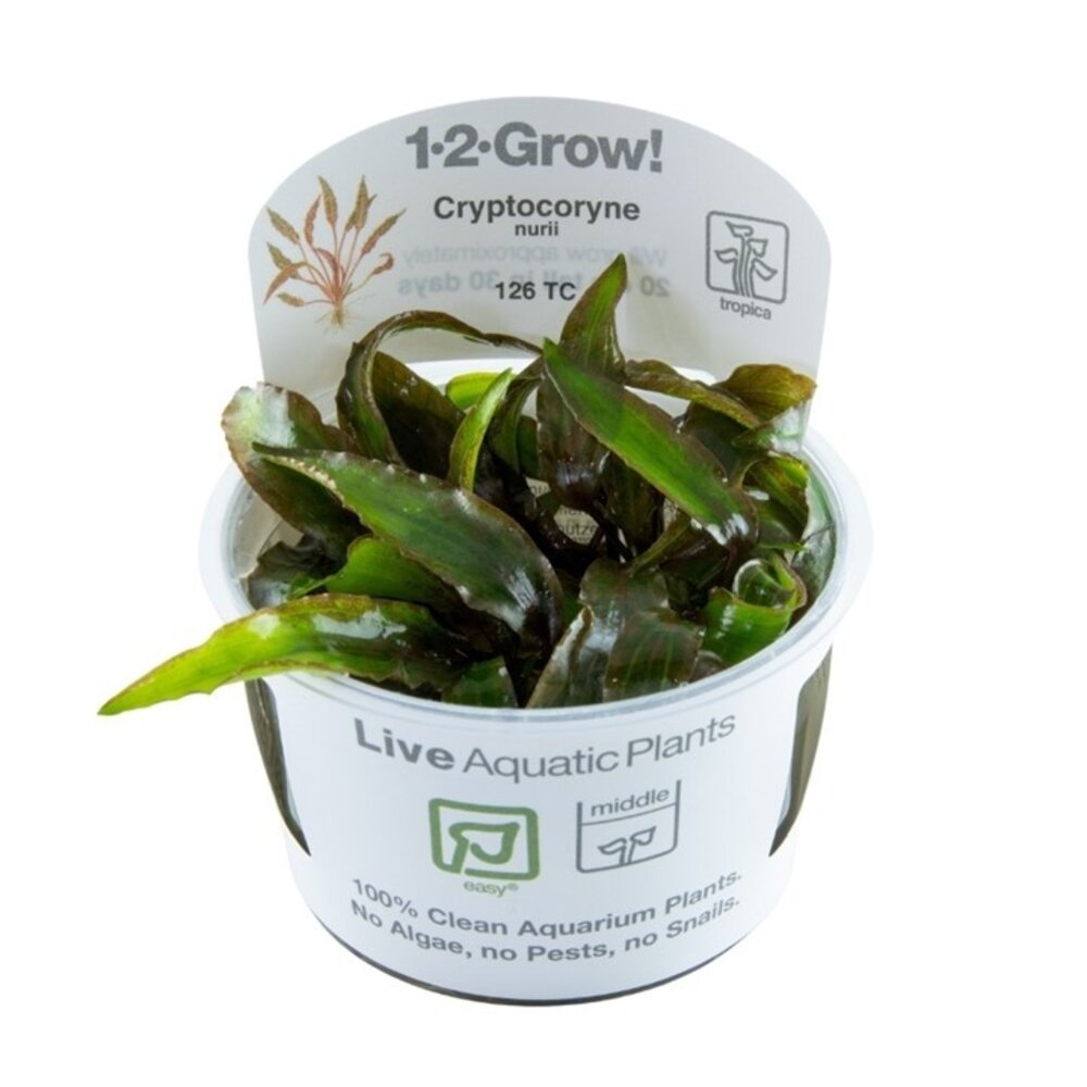 Wasserpflanze Cryptocoryne Nurii Wasserpflanze Cryptocoryne Nurii