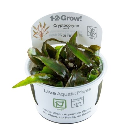 Wasserpflanze Cryptocoryne Nurii Wasserpflanze Cryptocoryne Nurii