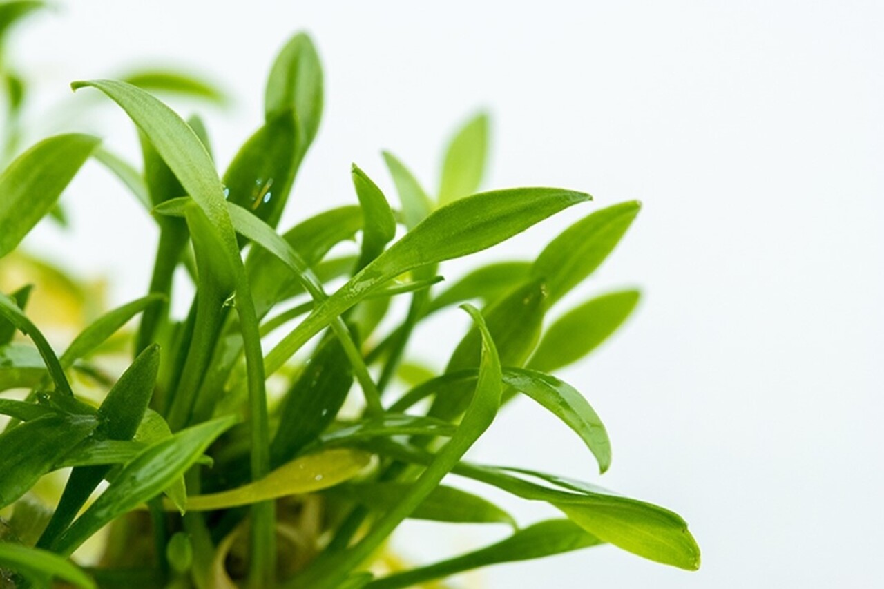 Wasserpflanze Cryptocoryne Parva Wasserpflanze Cryptocoryne Parva