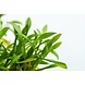 Wasserpflanze Cryptocoryne Parva Wasserpflanze Cryptocoryne Parva