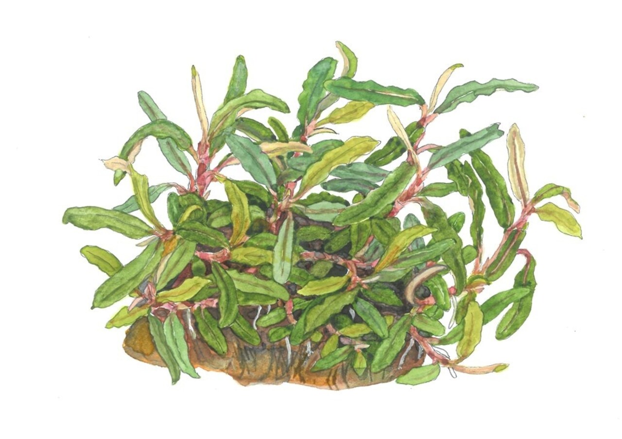 Wasserpflanze Bucephalandra sp. Nadelförmiges Blatt Wasserpflanze Bucephalandra sp. Nadelförmiges Blatt