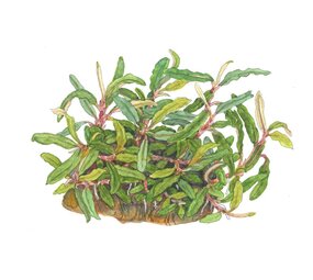 Wasserpflanze Bucephalandra sp. Nadelförmiges Blatt