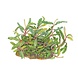 Wasserpflanze Bucephalandra sp. Nadelförmiges Blatt Wasserpflanze Bucephalandra sp. Nadelförmiges Blatt