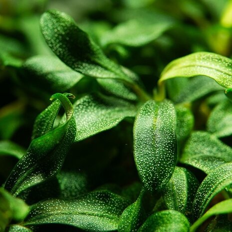 Wasserpflanze Bucephalandra sp. Nadelförmiges Blatt Wasserpflanze Bucephalandra sp. Nadelförmiges Blatt
