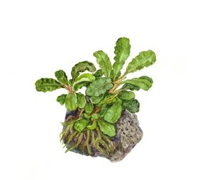 Wasserpflanze Bucephalandra Pygmaea Bukit Kelam