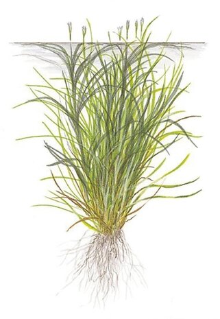 Wasserpflanze Blyxa Japonica Wasserpflanze Blyxa Japonica