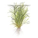 Wasserpflanze Blyxa Japonica Wasserpflanze Blyxa Japonica