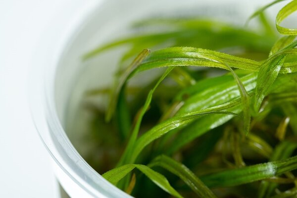 Waterplant Blyxa Japonica Waterplant Blyxa Japonica