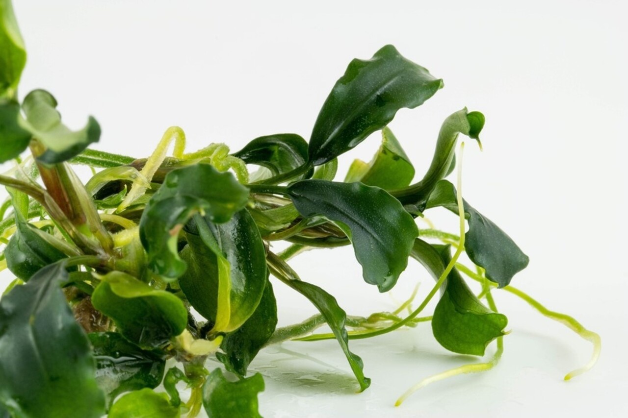 Waterplant Bucephalandra Pygmaea Bukit Kelam Waterplant Bucephalandra Pygmaea Bukit Kelam