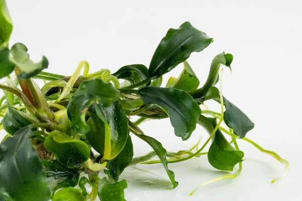 Waterplant Bucephalandra Pygmaea Bukit Kelam Waterplant Bucephalandra Pygmaea Bukit Kelam