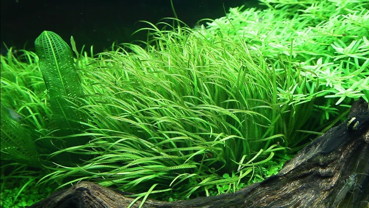 Wasserpflanze Blyxa Japonica Wasserpflanze Blyxa Japonica