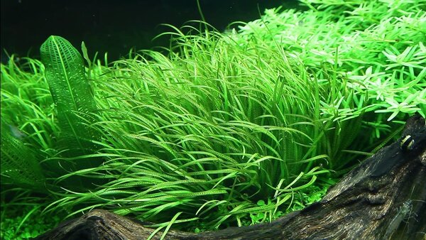 Wasserpflanze Blyxa Japonica Wasserpflanze Blyxa Japonica