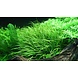 Wasserpflanze Blyxa Japonica Wasserpflanze Blyxa Japonica
