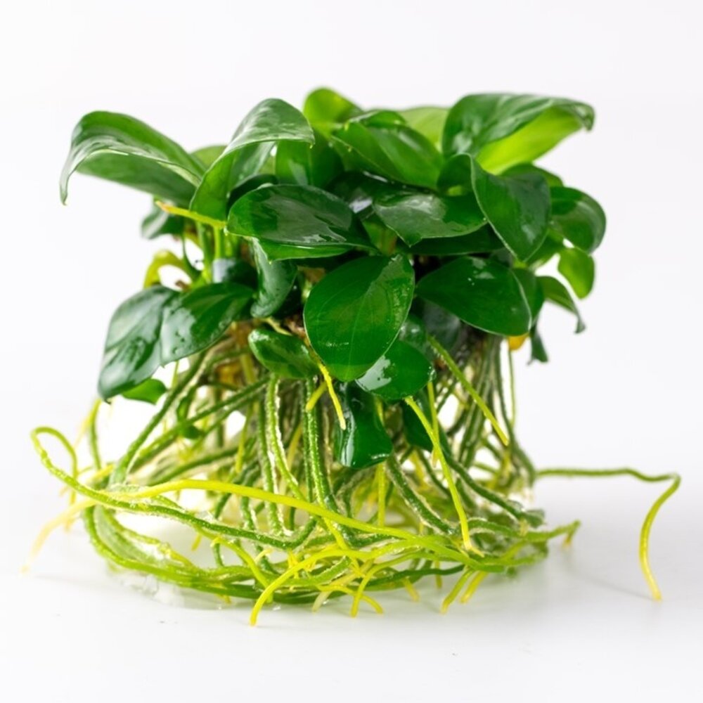 Wasserpflanze Anubias Barteri Nana