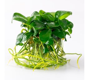 Waterplant Anubias Barteri Nana Waterplant Anubias Barteri Nana