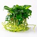 Wasserpflanze Anubias Barteri Nana