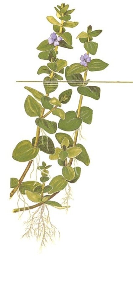 Wasserpflanze Bacopa Caroliniana Wasserpflanze Bacopa Caroliniana