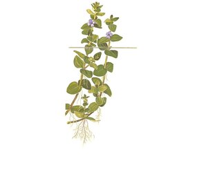 Waterplant Bacopa Caroliniana