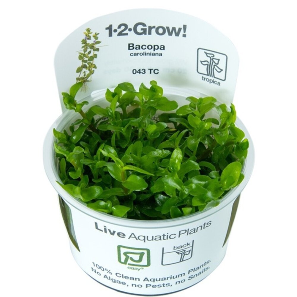 Wasserpflanze Bacopa Caroliniana Wasserpflanze Bacopa Caroliniana